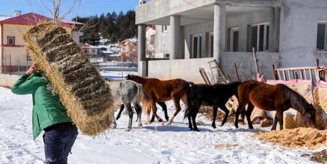 Mersin’de yılkı atları ve köpekler için doğaya yem bırakıldı