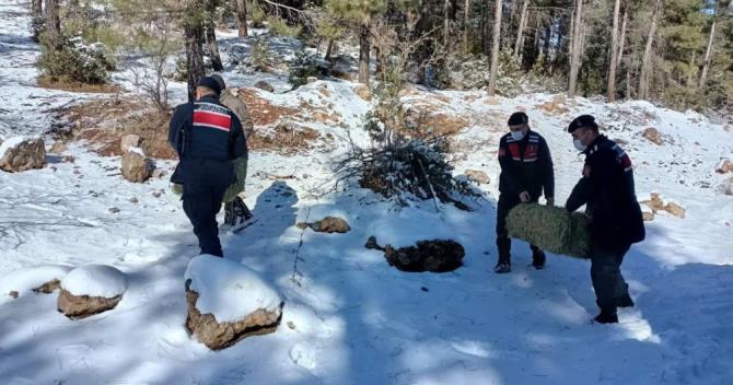 jandarma yaban hayvanları için doğaya yem bırakıldı