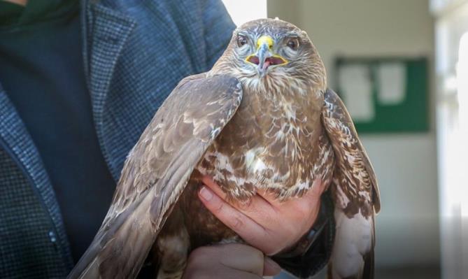 Yaralı şahin tedavi altına alındı