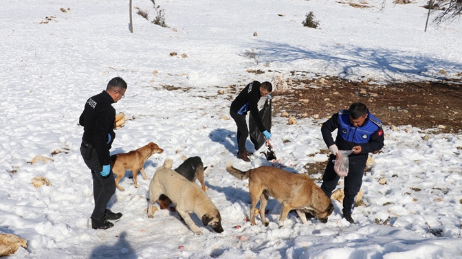 Toroslar Belediyesi ekipleri, karda yiyecek bulamayan hayvanları besledi
