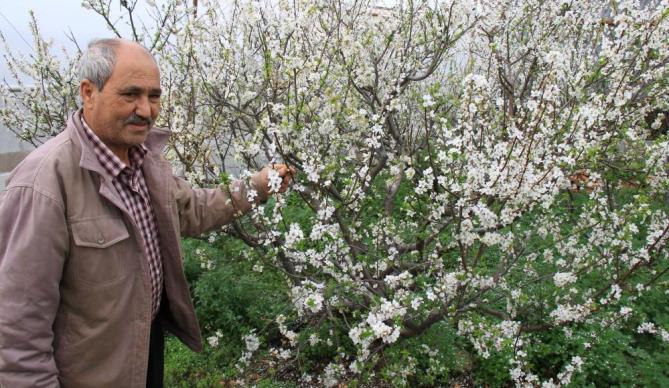 Dışarısı kış, içerisi bahar… Ağaçlar çiçek açtı