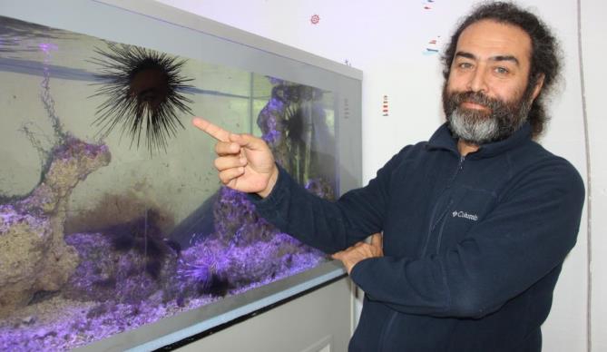 Uzun dikenli deniz kestanesi ve aslan balığı Mersin sahillerine yerleşti