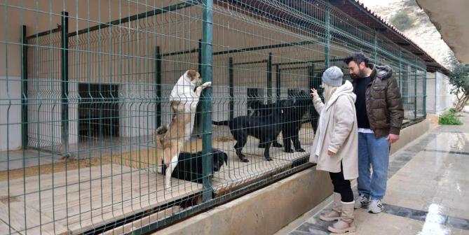 Mersin’de ocak ayında 29 köpek yeni yuvalarına kavuştu