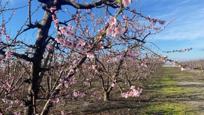 Nektarin ağaçları çiçek açtı