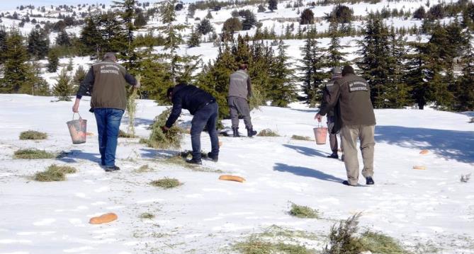 Mersin’de yaban hayvanları için doğaya 84 ton yem bırakıldı