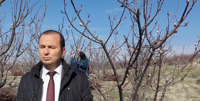 Mersin’de kayısı ağaçları çiçek açtı