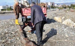 Mersin’de selin denize döktüğü odunlar kışlık yakacak için toplandı