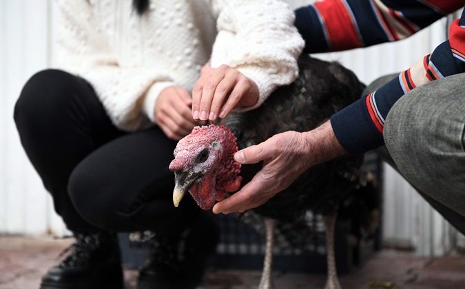 TEKSİN üzerinden Başkan Seçer’e ulaştı, yeni hindisine kavuştu