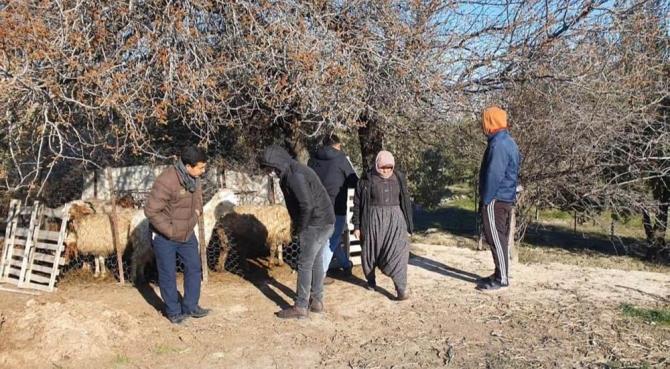 Mersin’de köpekler, 1 koyun ve 4 kuzuyu telef etti