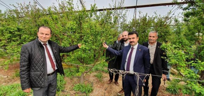 Mersin’de örtü altında yetiştirilen erik, üreticinin yüzünü güldürüyor