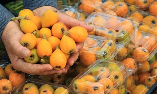 Yenidünya hasadı başladı, Kilosu 200 TL’den satıldı