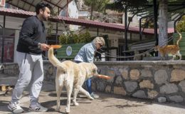 Gönüllüler sokak hayvanlarını besledi