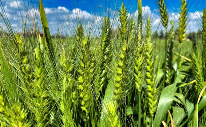 Tarsus’ta belediye arazilerinde kunduru buğdayı yetiştiriliyor