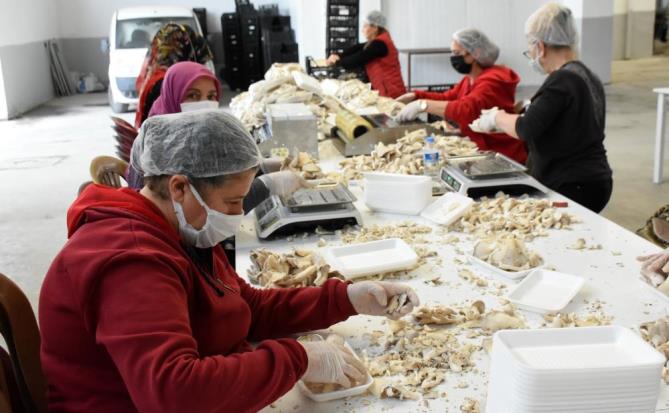 Mantar Yetiştirme Kursu, Tarsuslulara yeni iş kapısı oldu