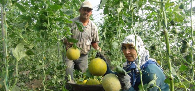 Mersin’de örtü altı kavun hasadı başladı