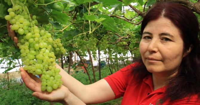 Kilosu 130 TL; Turfanda üzümler Avrupa yolunda