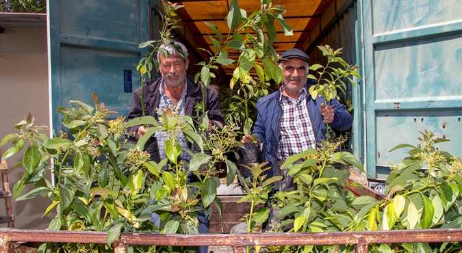 Büyükşehir, 6 ilçede 192 üreticiye 3 bin 865 Avokado fidanı desteği verdi