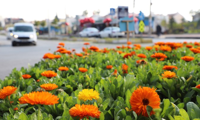 Büyükşehir, Üç ayda 197 bin bitkiyi toprakla buluşturdu