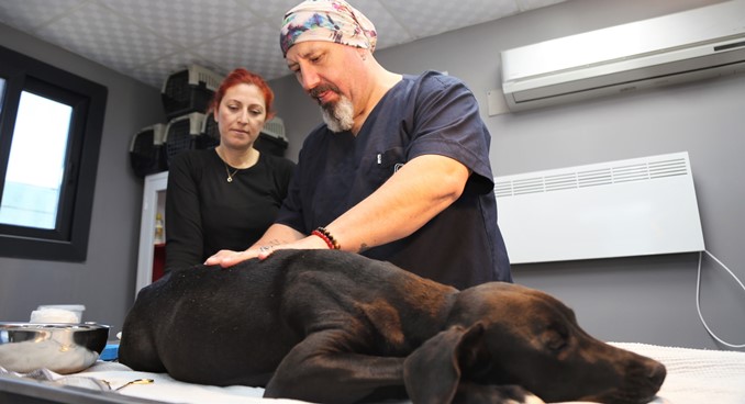 Akdeniz Belediyesi Hayvanları Kısırlaştırma kliniğinde Karakız’ın kısırlaştırma küpesi takıldı
