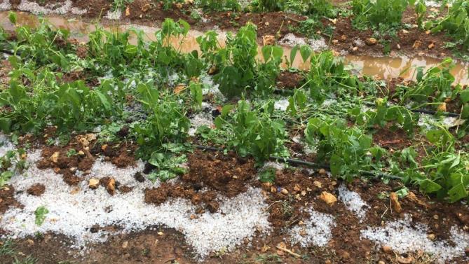 Mersin’de dolu bin 573 dekar alanda zarara yol açtı