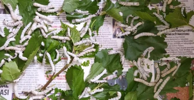 İpek böceğinin tanesi 5 lira