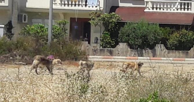 Bozyazı’da sokak köpekleri tehlike saçıyor