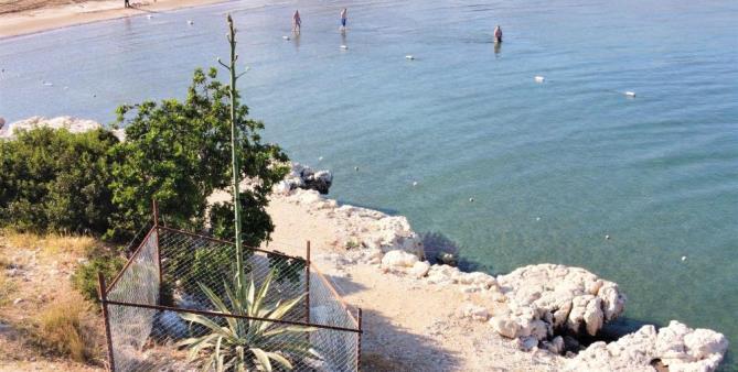 50 yıl sonra 4,5 metreye ulaşan çiçek koruma altına alındı