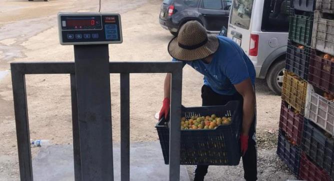 Mut’ta ıskarta kayısı üreticiyi sevindirdi