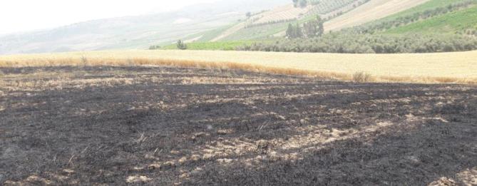 12 dönüm buğday ekili tarla yandı