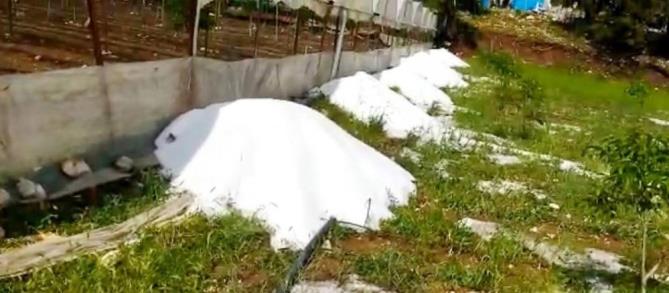 Dolu 100 dekar tarım arazisine zarar verdi