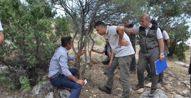 Gelir getirici ağaçlar köylünün geçim kaynağı oldu