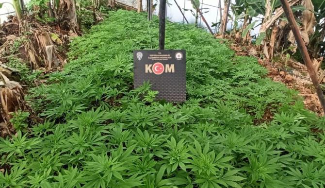 Muz serasını esrar bahçesine çevirmişler