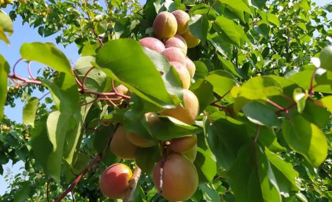 Kayısının kilosu 8 liraya düştü