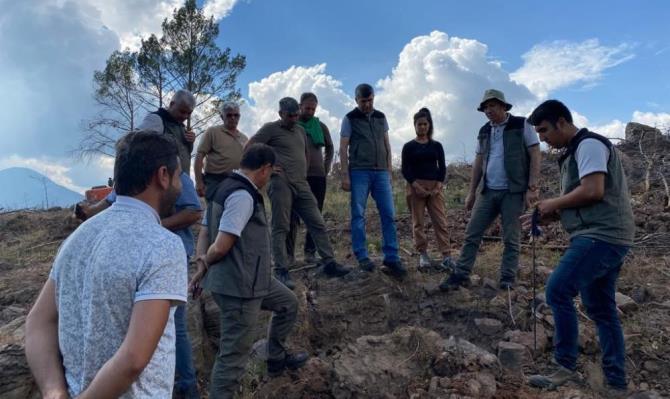 Yanan ormanlar ağaçlandırılıyor