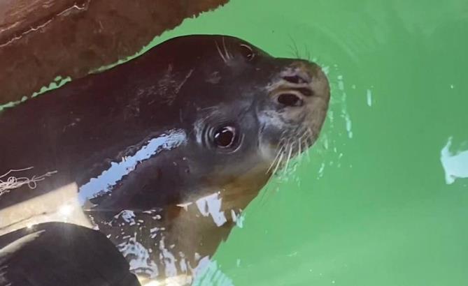 Balıkçılara Akdeniz fokundan tatlı sürpriz