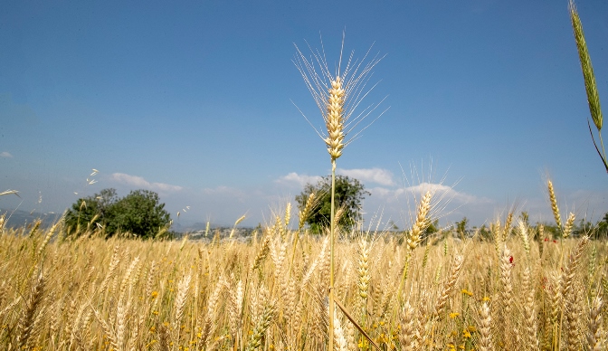 Büyükşehir, kuraklığa dayanıklı 5 bin Kilo Ekmeklik Buğday Tohumu dağıttı