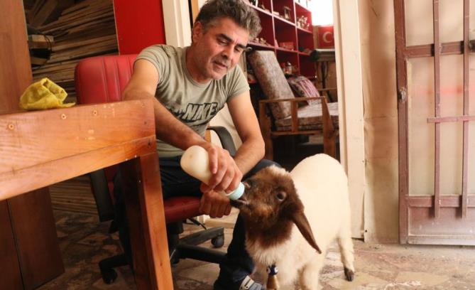 Annesi ölen kuzuyu bebeği gibi besliyor