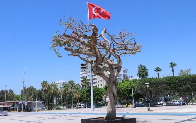 Mersin’deki asırlık ağacın zehirlenmesiyle ilgili 3 şüpheli gözaltına alındı