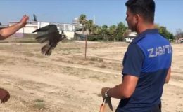 Direğe bağlanmış doğanı kurtarıp doğaya bıraktılar