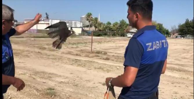 Direğe bağlanmış doğanı kurtarıp doğaya bıraktılar