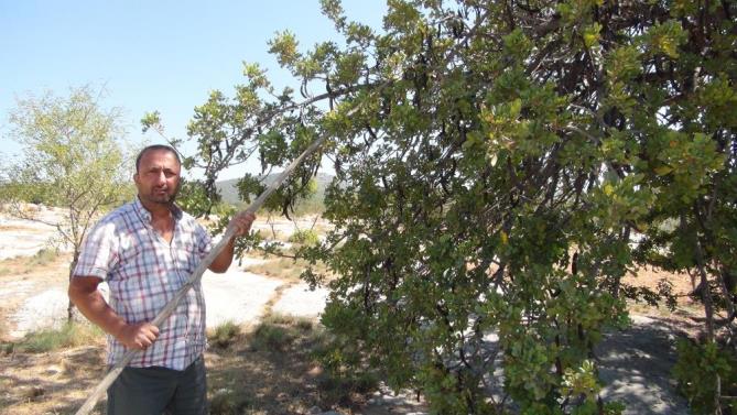 Mersin’de hırsızlar nedeniyle hasadına bir ay erken başlandı