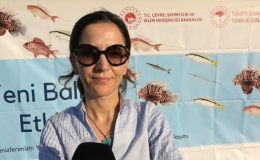 Akdeniz’in istilacı türü “Aslan balığı” ekonomiye kazandırılıyor