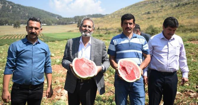 Tarsus’ta hasadı yapılan karpuzlar halka ücretsiz dağıtılacak