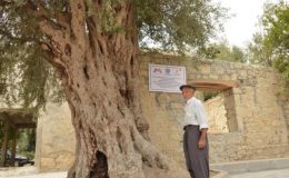 Mersin’de 820 yıllık anıt ağaç koruma altına alındı