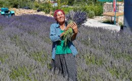 Mersin’de köylüler lavantayı sevdi