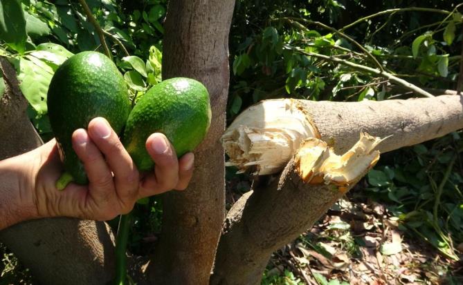 Hırsızlar Avokado ağaçlarını baltayla kesti