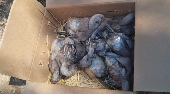 Flamingoları para için telef eden 3 kişiye 322 bin TL ceza kesildi