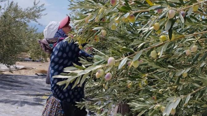 Tescilli Mut zeytinyağı Avrupa’ya ihraç ediliyor