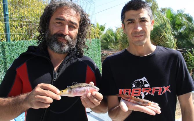 Zehirli dikenli çizgili kedi balığı Akdeniz’e yerleşti