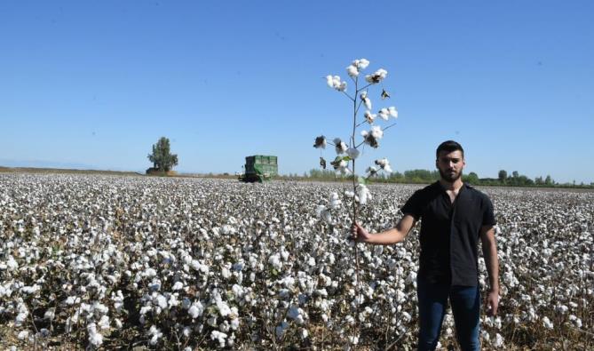 Mersin’de “beyaz altın” hasadı
